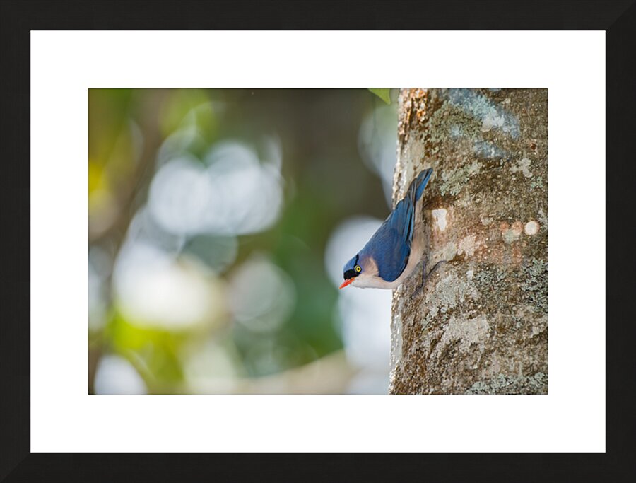  Fine Art print