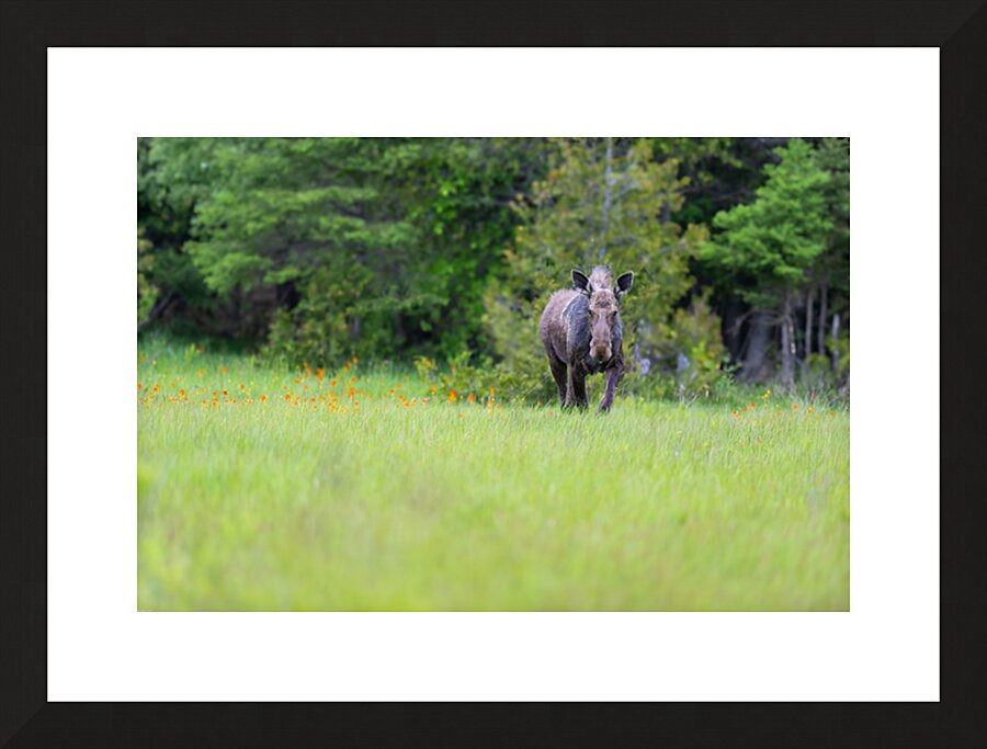  Fine Art print