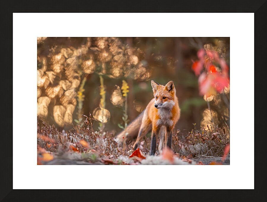  Fine Art print