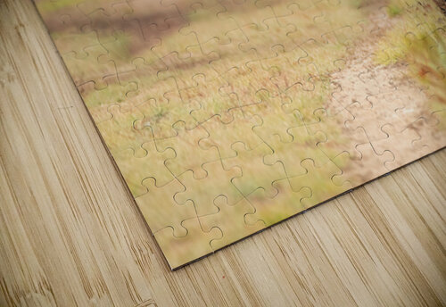 American Black Bear  BEING ROY puzzle
