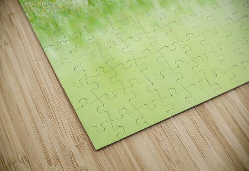  The Sleeping Fox BEING ROY puzzle