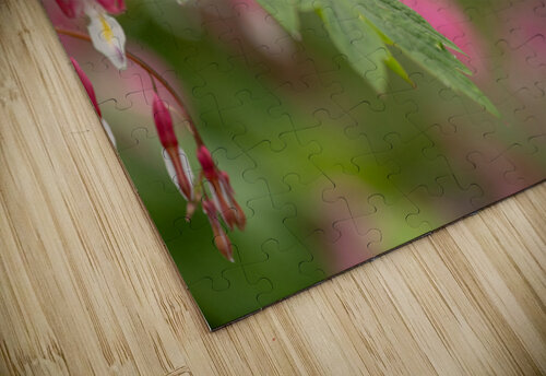 Asian Bleeding Hearts BEING ROY puzzle