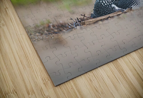 Common Loon  2 BEING ROY puzzle