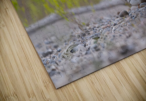 Piping Plover  BEING ROY puzzle