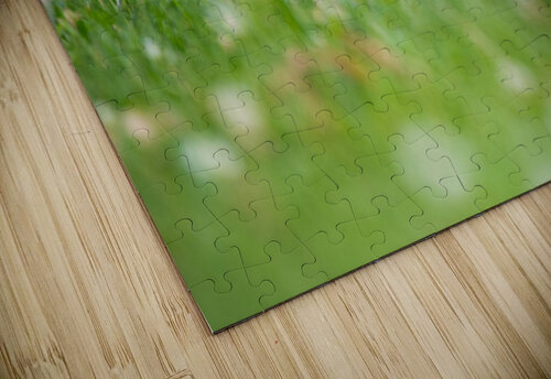 Red Squirrel  BEING ROY puzzle
