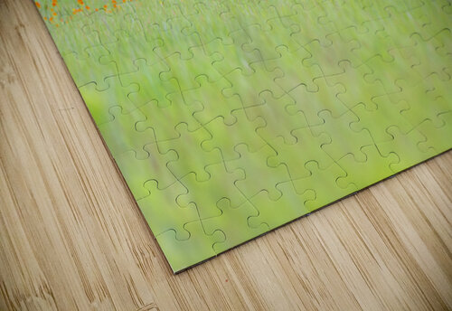 Stare down with a moose BEING ROY puzzle