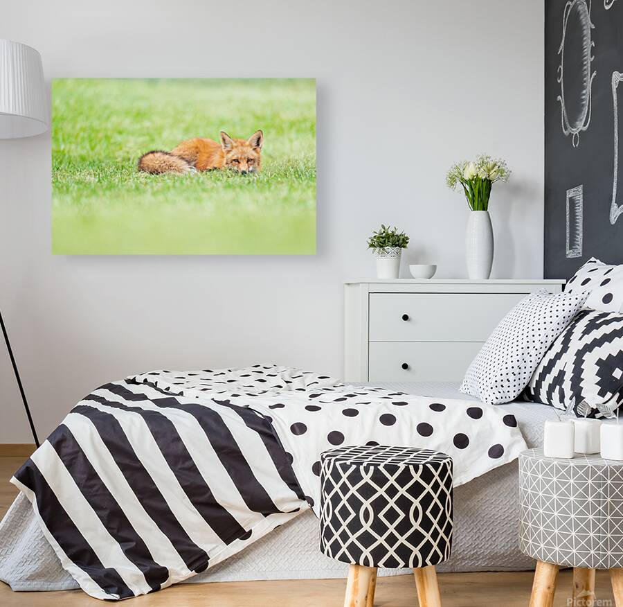  The Sleeping Fox Reproduction