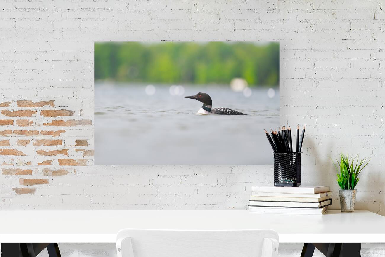 Common Loon Reproduction