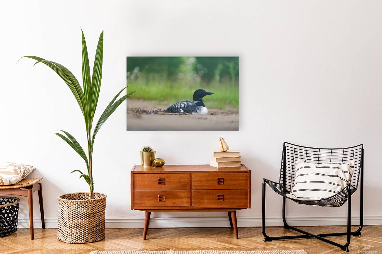Common Loon  2 Reproduction