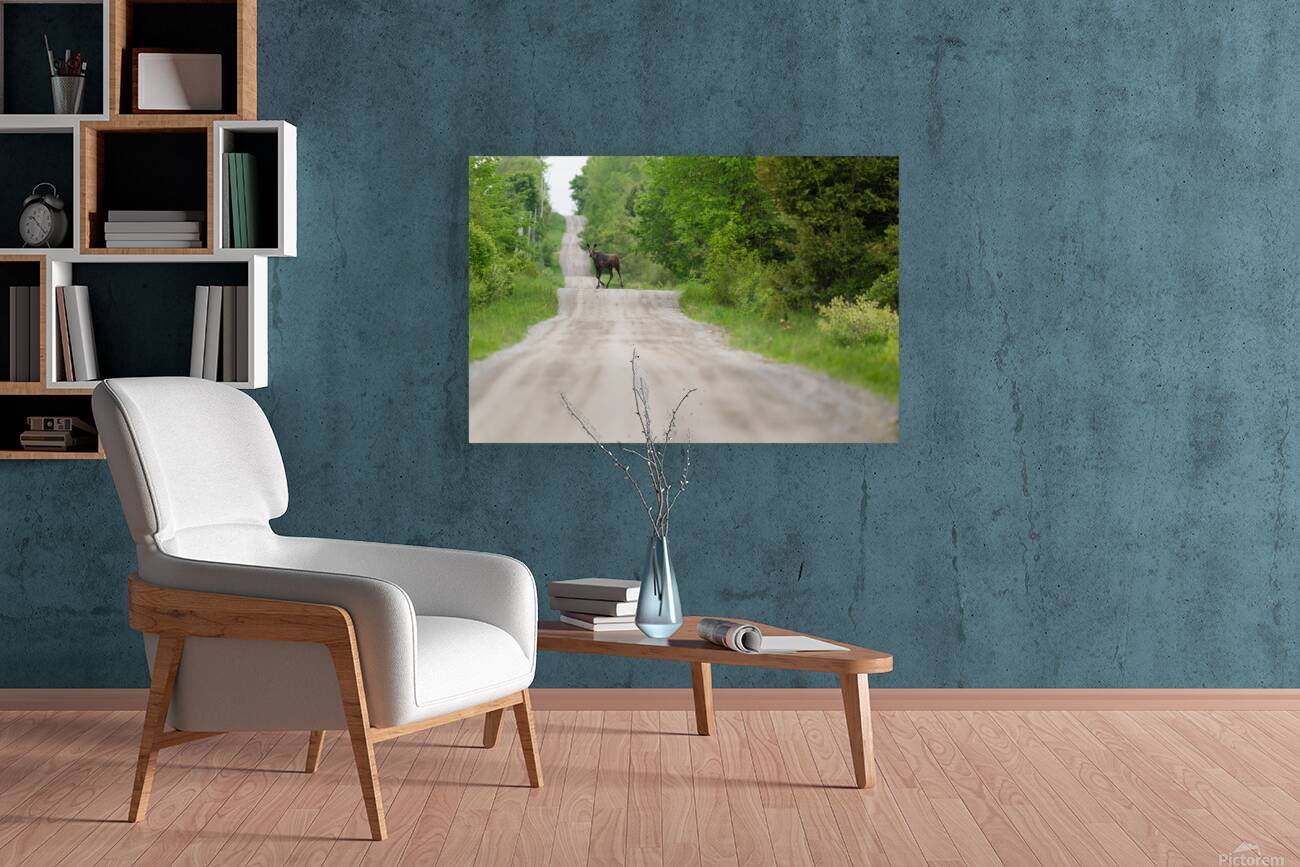 The Moose Road  Reproduction