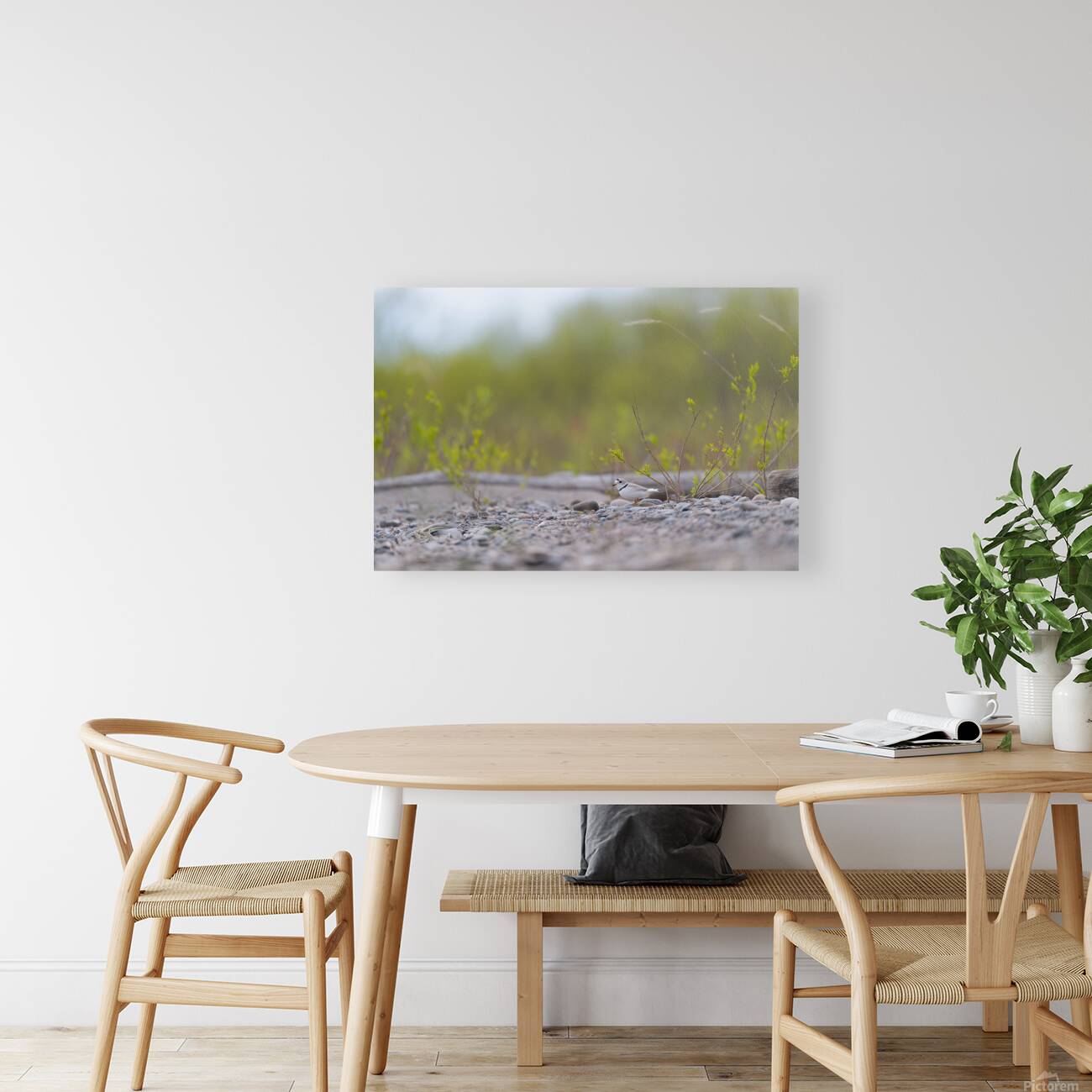 Piping Plover  Reproduction