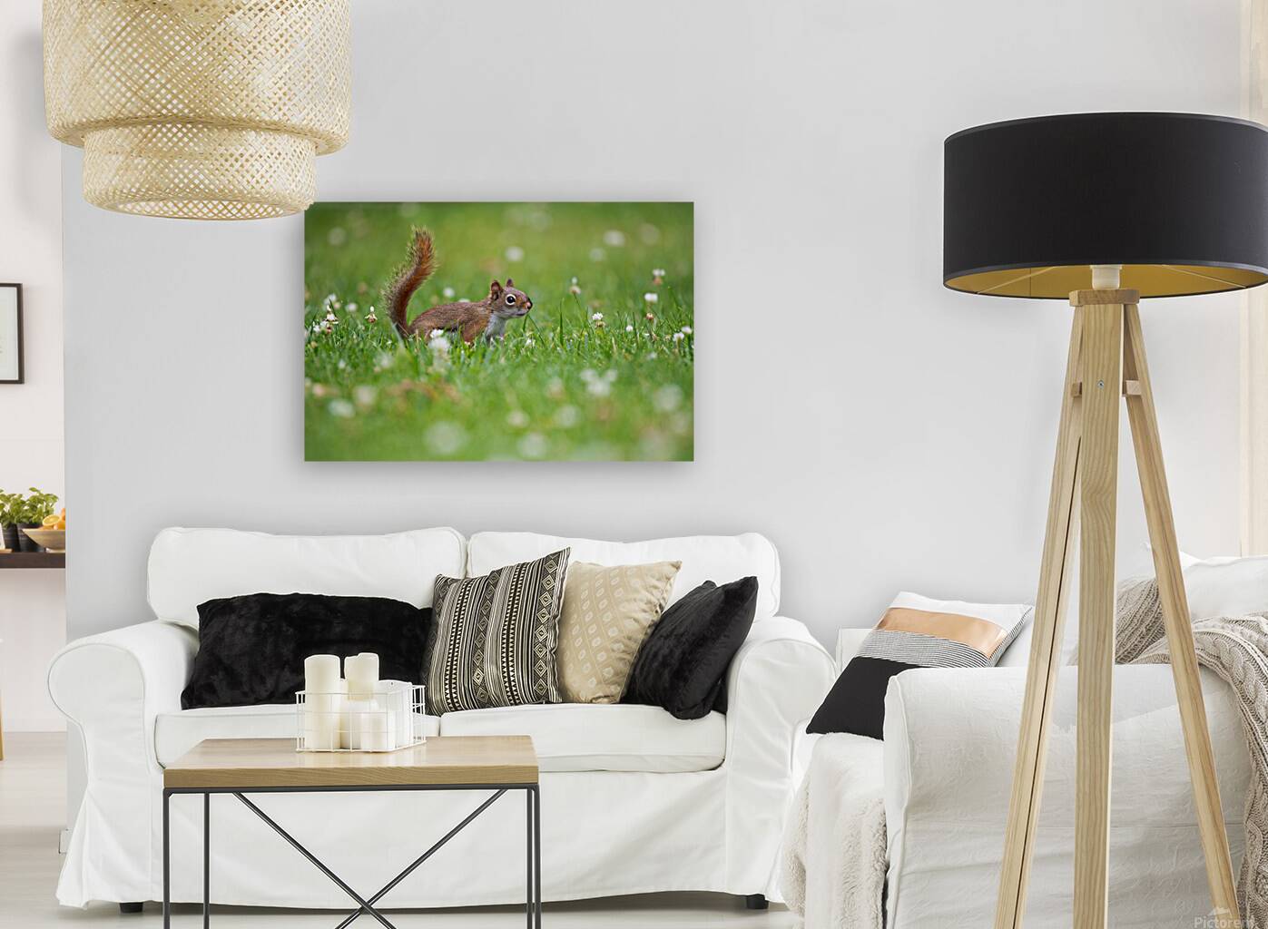 Red Squirrel  Reproduction