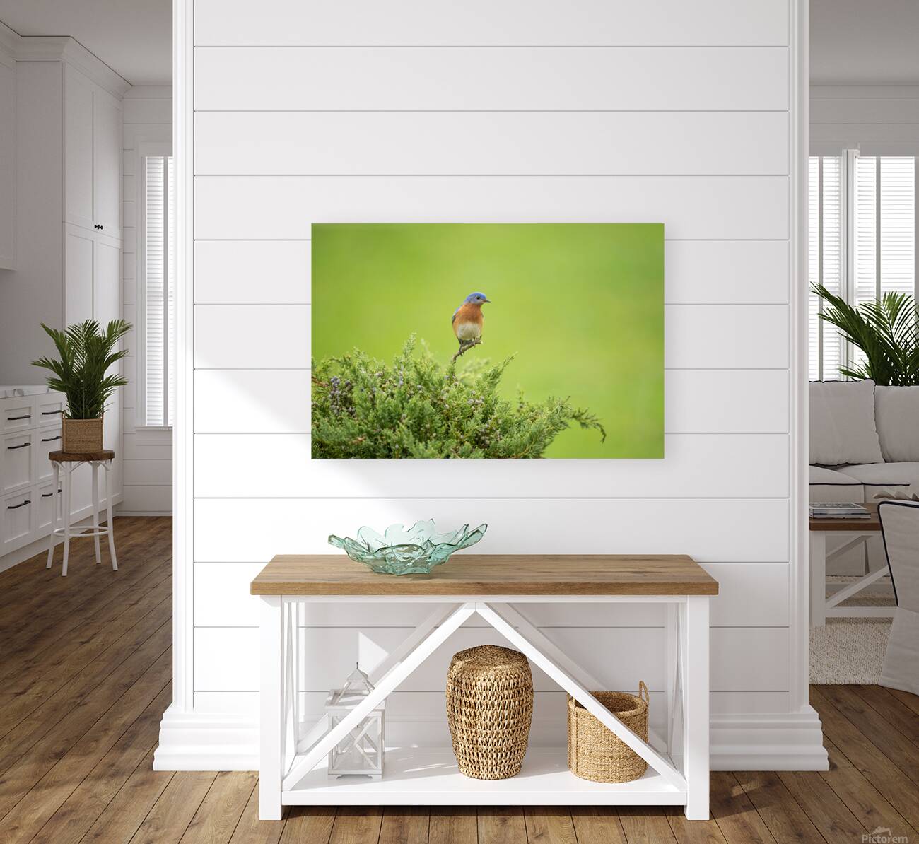 Eastern Blue Bird  Reproduction