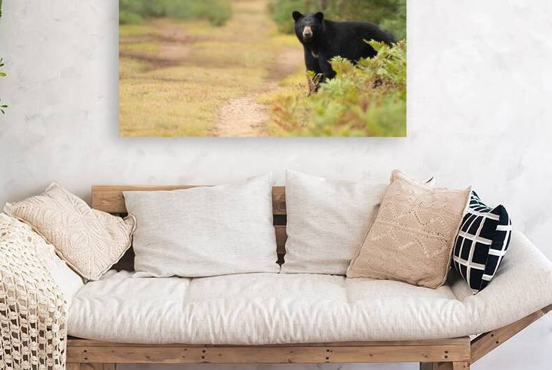American Black Bear  by BEING ROY