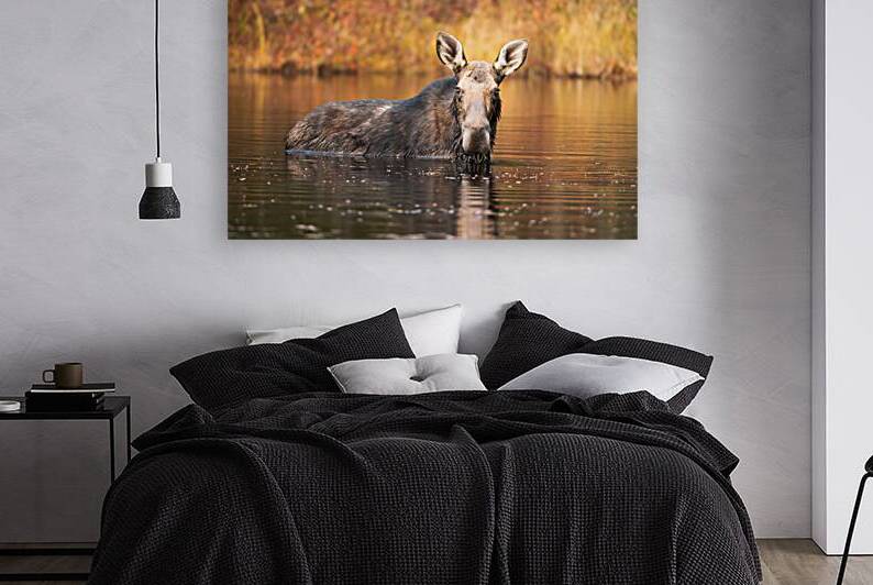 Upclose and personal with a Moose  by BEING ROY