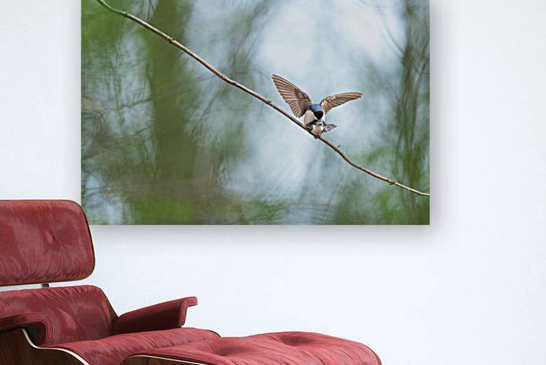 Tree Swallows by BEING ROY