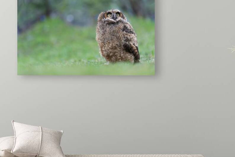 Great Horned Owlet looking up to the heavens by BEING ROY
