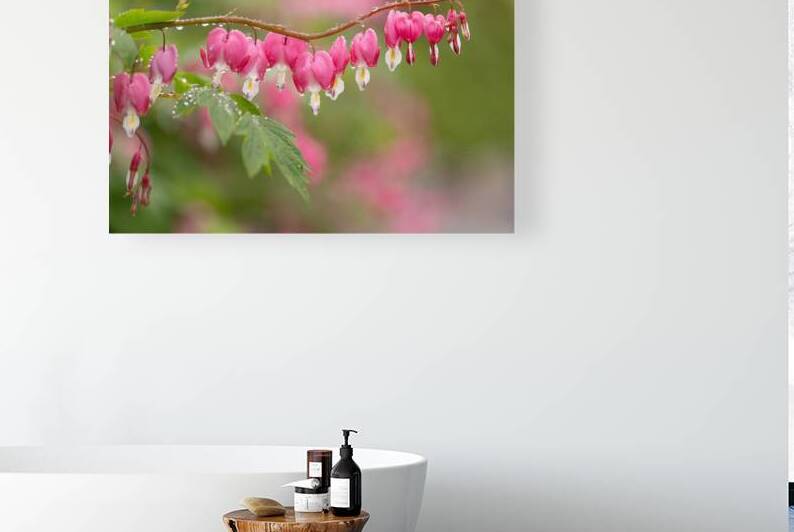 Asian Bleeding Hearts Reproduction