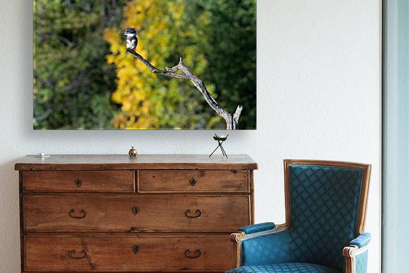 Belted Kingfisher  Reproduction