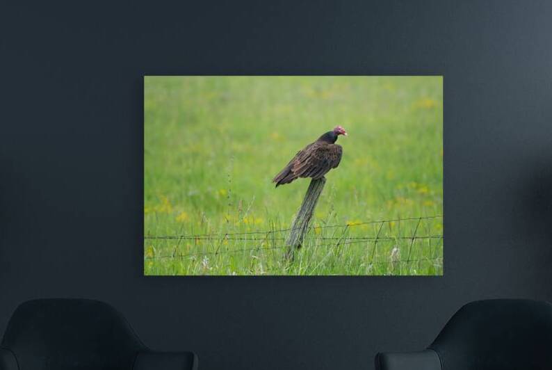 Turkey Vulture  by BEING ROY