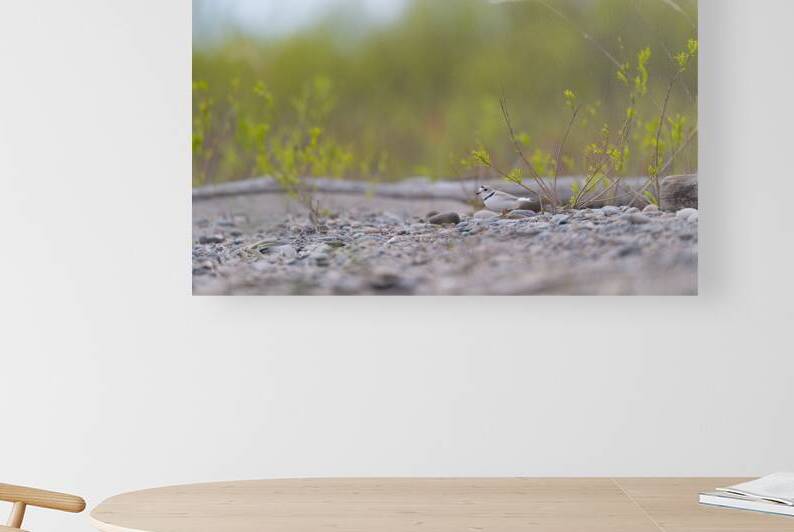 Piping Plover  by BEING ROY