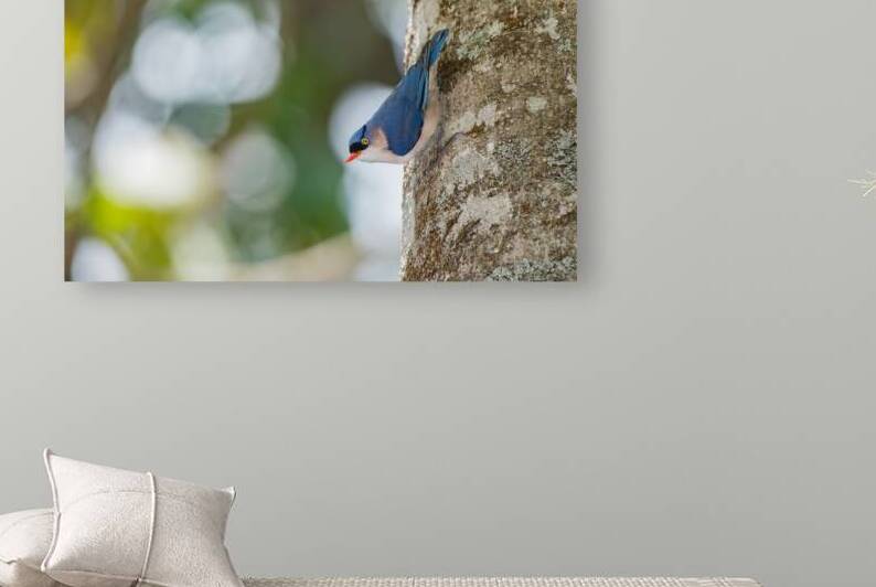 Velvet Nuthatch  by BEING ROY