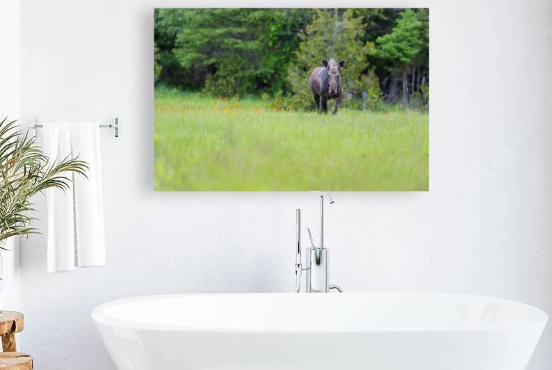 Stare down with a moose Reproduction