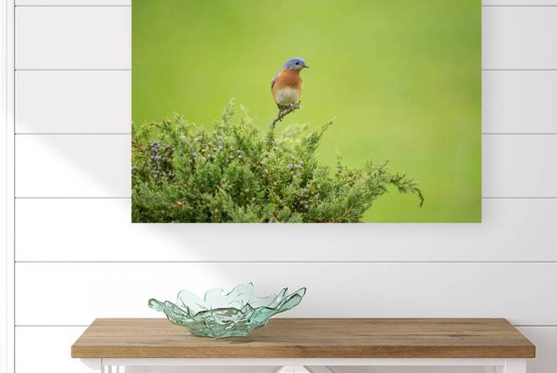 Eastern Blue Bird  by BEING ROY