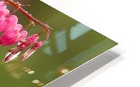 Asian Bleeding Hearts HD Metal print