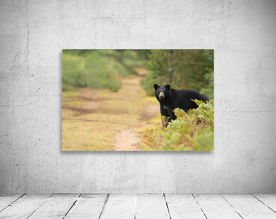 American Black Bear  Wall Preview