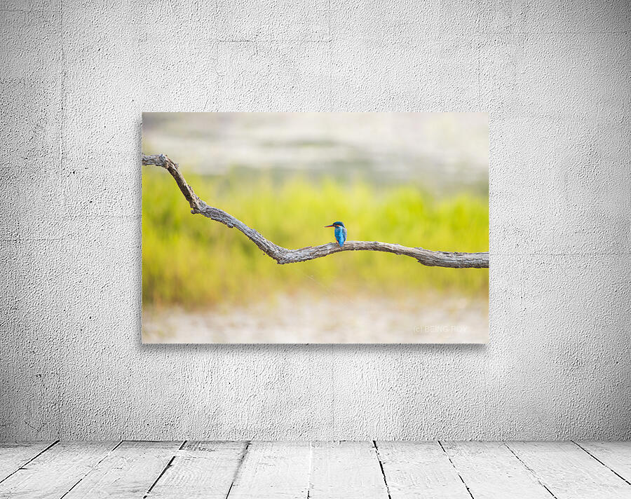 Common Kingfisher  Wall Preview