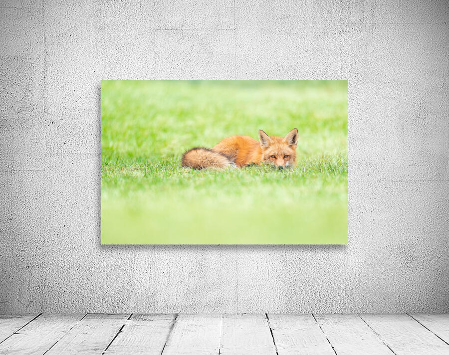  The Sleeping Fox Wall Preview