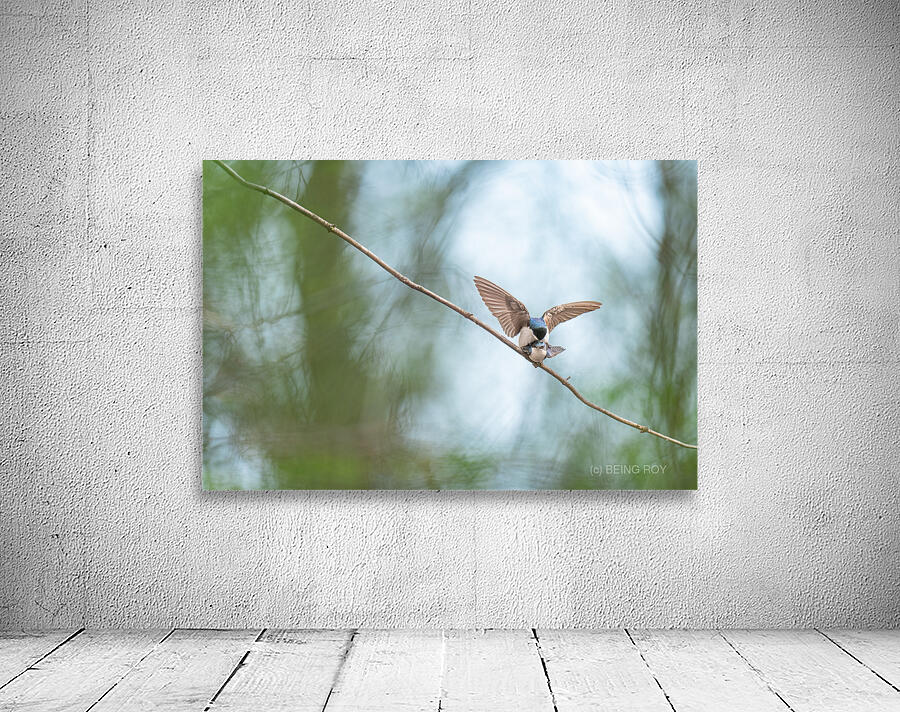 Tree Swallows Wall Preview