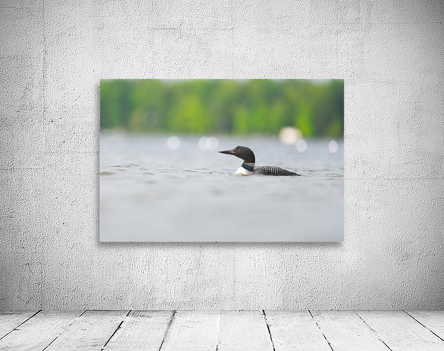 Common Loon Wall Preview