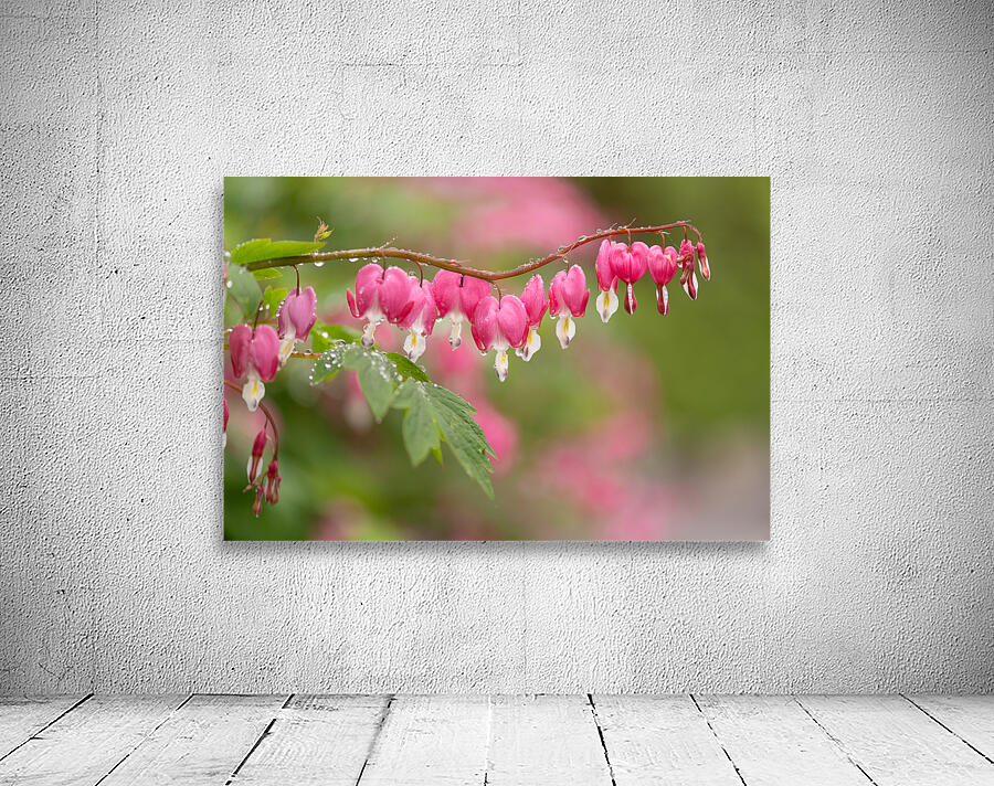 Asian Bleeding Hearts Wall Preview