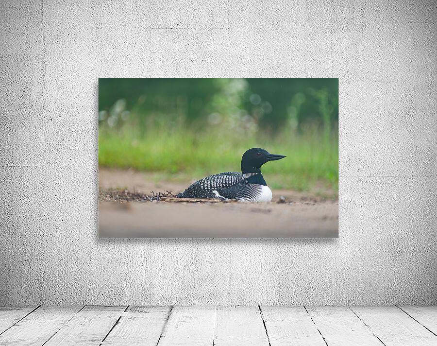 Common Loon  2 Wall Preview
