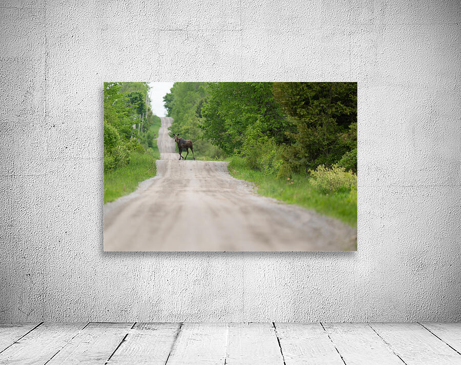 The Moose Road  Wall Preview