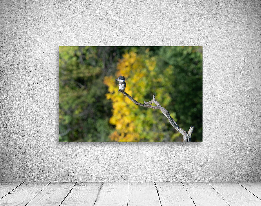 Belted Kingfisher  Wall Preview