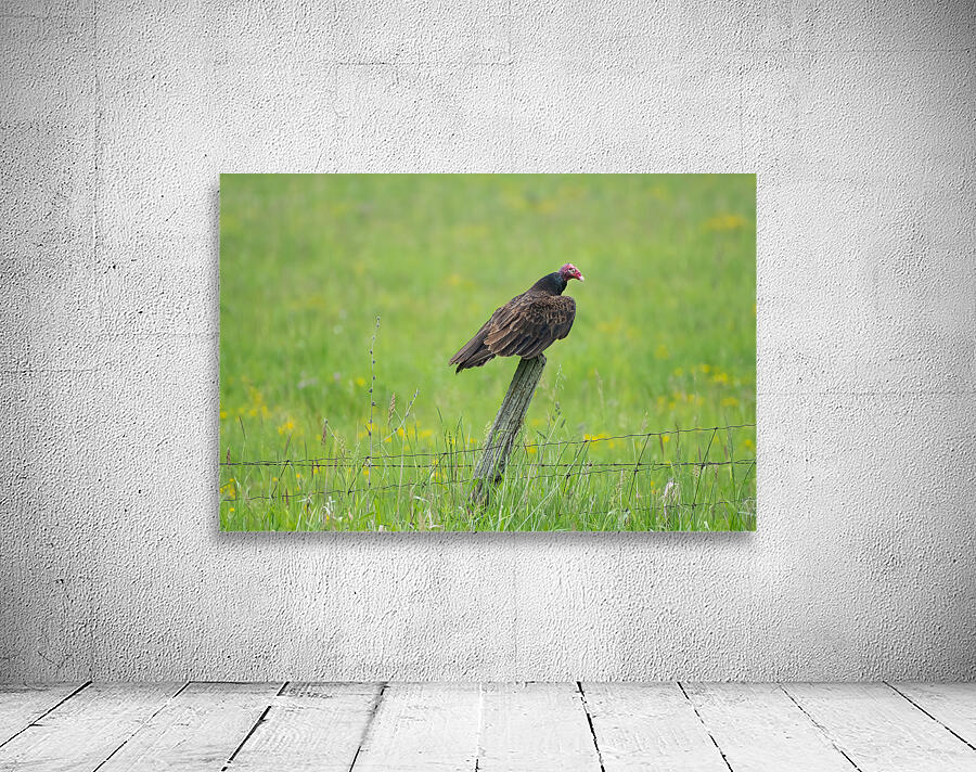 Turkey Vulture  Wall Preview