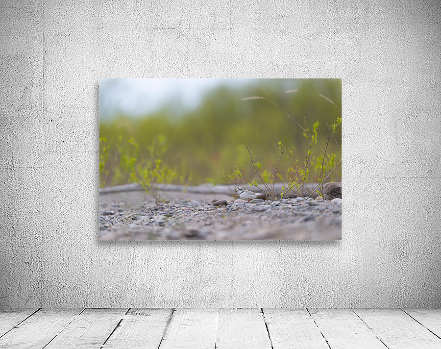 Piping Plover  Wall Preview