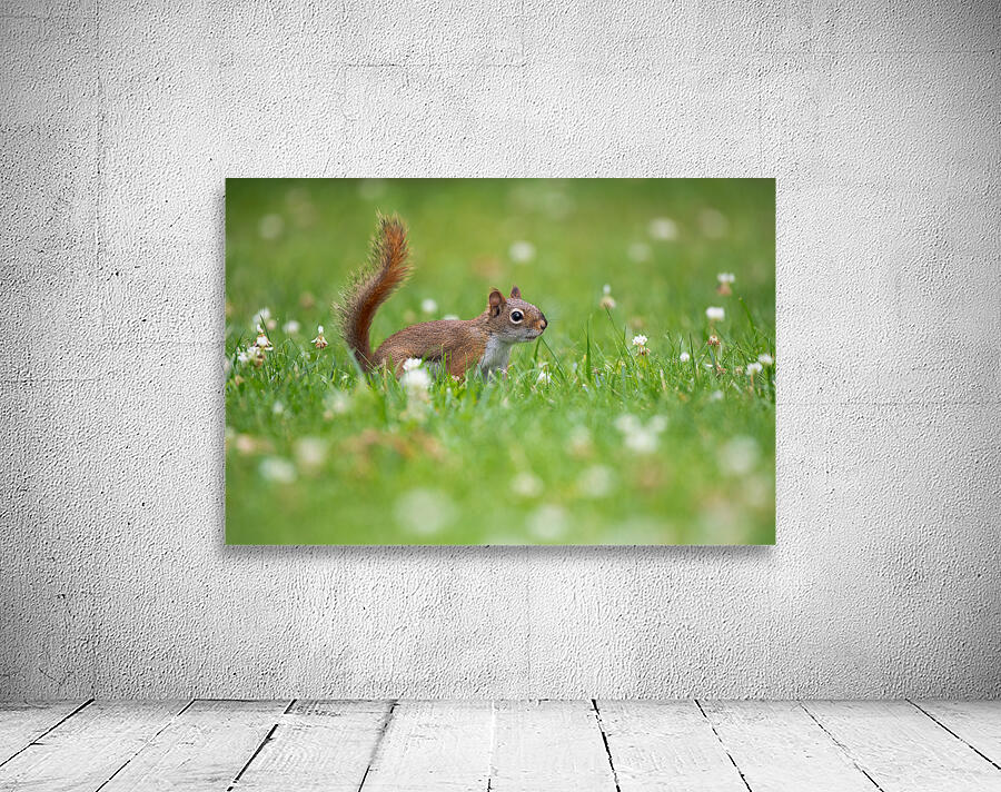 Red Squirrel  Wall Preview