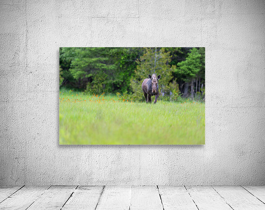 Stare down with a moose Wall Preview