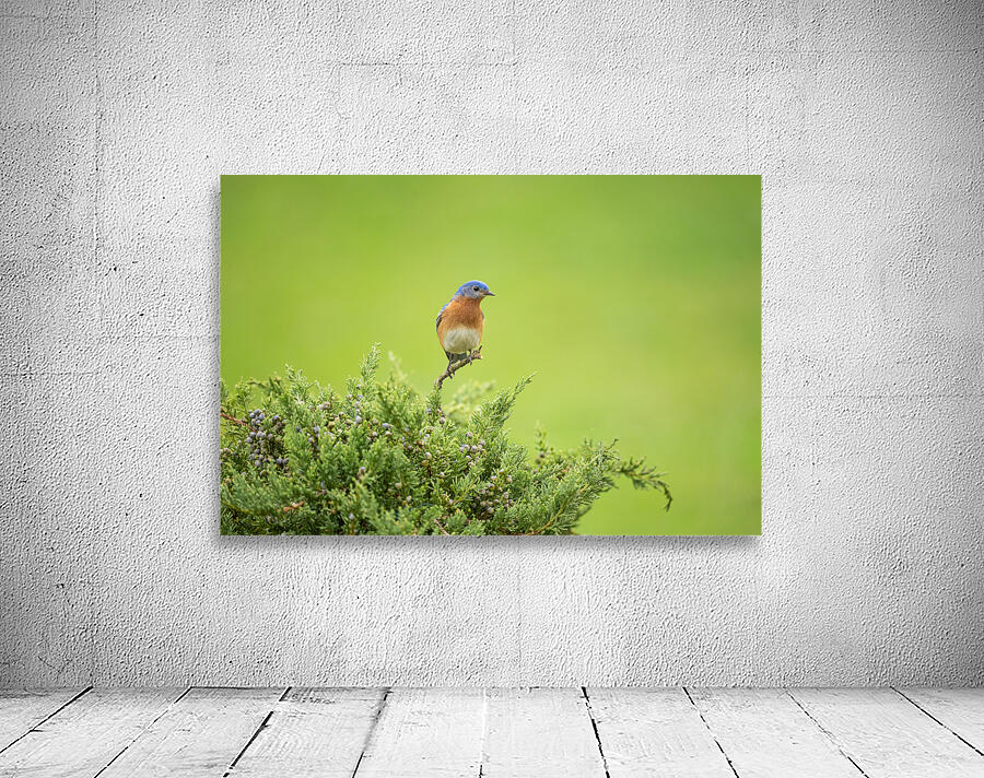 Eastern Blue Bird  Wall Preview