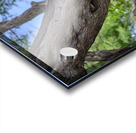 Hawaii Cardinal IV Acrylic print