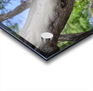 Hawaii Cardinal III Impression Acrylique