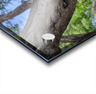 Hawaii Cardinal V Acrylic print