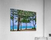 Hawaii Trees 4 Acrylic Print