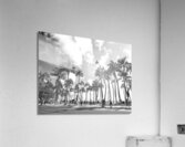 Hawaii Palms BW Acrylic Print