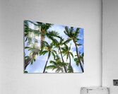 Hawaii Palms Sky Impression acrylique