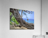 Hawaii Cardinal III Impression acrylique